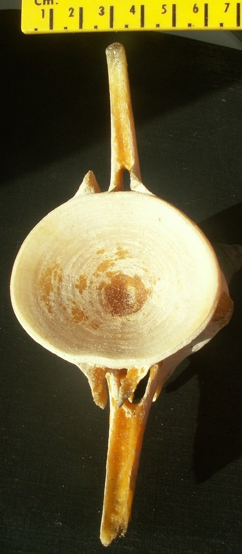 &copy; Thijs de Boer